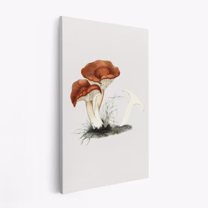 Obraz na płótnie - Hand Drawn Rufous Milkcap Mushroom