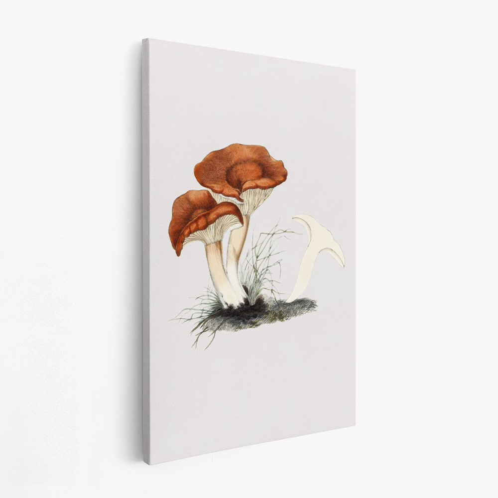 Obraz na płótnie - Hand Drawn Rufous Milkcap Mushroom