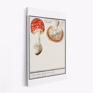 Obraz na płótnie - Fly Agaric, Amanita Muscaria