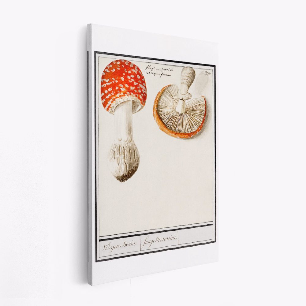 Obraz na płótnie - Fly Agaric, Amanita Muscaria