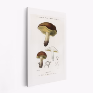 Obraz na płótnie - Mushroom (boletus Circinans)