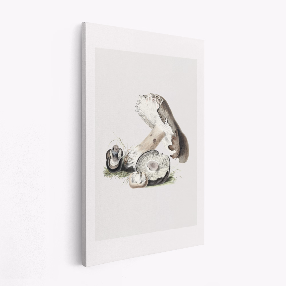 Obraz na płótnie - Vintage Agaricus Augustus Mushroom 50x70