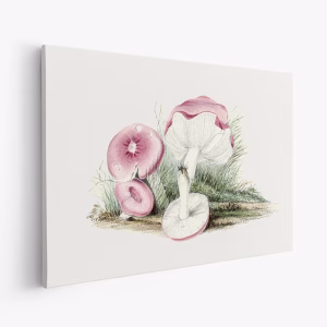 Obraz na płótnie - Vintage Russula Emetica Mushroom