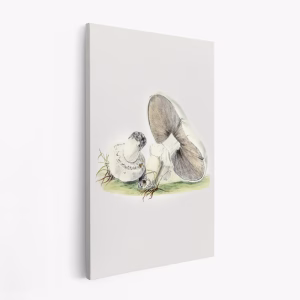 Obraz na płótnie - Hand Drawn Horse Mushroom Standing