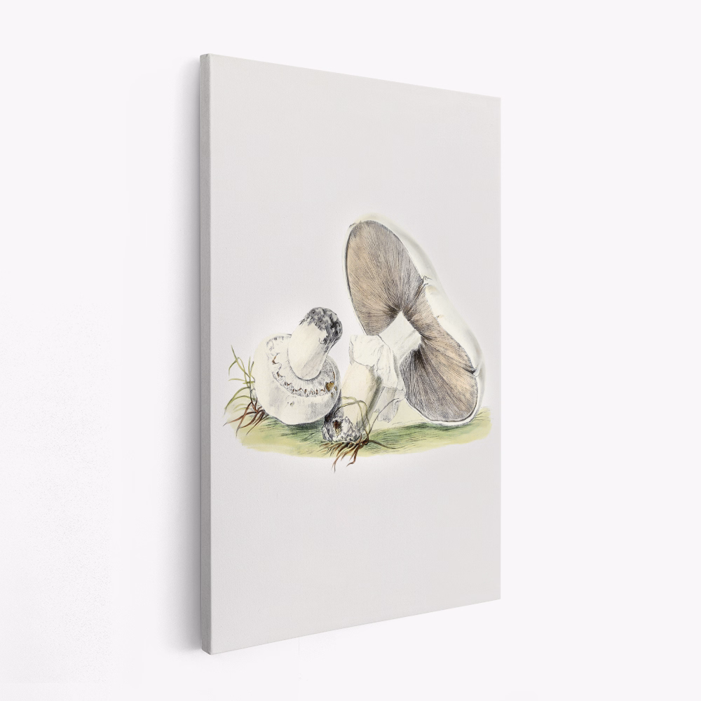 Obraz na płótnie - Hand Drawn Horse Mushroom Standing